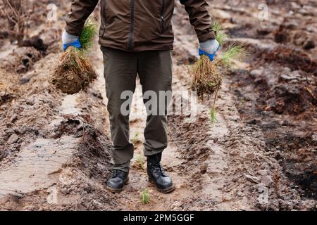 man holds bunch of conifer seedlings before planting forest in spring Stock Photo