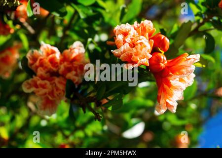 Branches of a blooming pomegranate with white - orange flowers Stock Photo