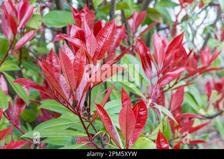 Photinia Pink Crispy. Latin name : Photinia serratifolia Pink Crispy. Young tree tops leaves of Photinia serratifolia, New soft peak red and green in Stock Photo