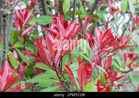 Photinia Pink Crispy. Latin name : Photinia serratifolia Pink Crispy. Young tree tops leaves of Photinia serratifolia, New soft peak red and green in Stock Photo