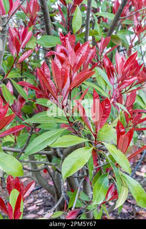 Photinia Pink Crispy. Latin name : Photinia serratifolia Pink Crispy. Young tree tops leaves of Photinia serratifolia, New soft peak red and green in Stock Photo