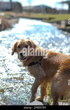 Wet dog swimming In river Stock Photo