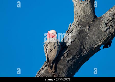 Galah, Eolophus roseicapillus, nesting in a hollowed out tree trunk. Stock Photo