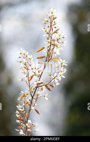 star-shaped white flowers of a Amelanchier lamarckii also called juneberry, serviceberry or shadbush shrub Stock Photo