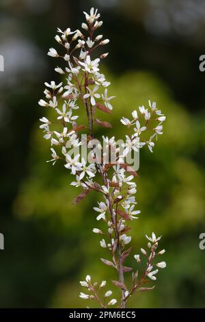 star-shaped white flowers of a Amelanchier lamarckii also called juneberry, serviceberry or shadbush shrub Stock Photo