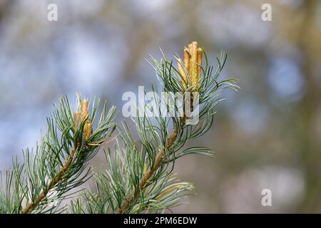 young pine cones on a branch in spring Stock Photo