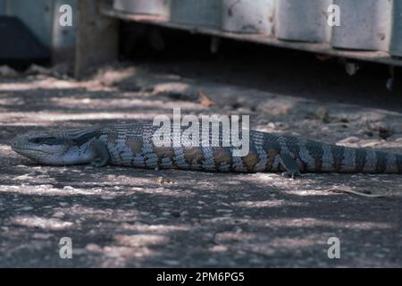 Small cute blue tongue lizard. Stock Photo