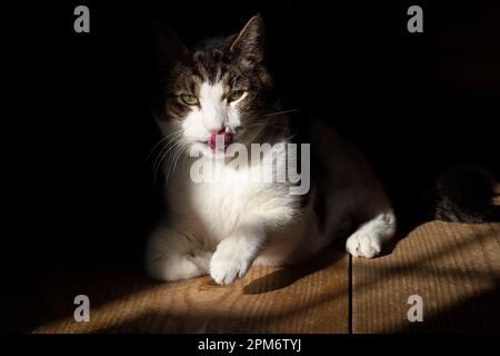 White and gray domestic shorthair cat with tongue out, sitting on a wide plank wooden floor. Partially lit by a sunspot and partially in darkness. Stock Photo