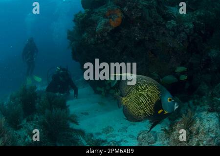 French Angelfish, Pomacanthus paru, with divers watching in background  Molasses Reef dive site, Molasses Reef, Key Largo, Florida Keys, Florida, USA Stock Photo