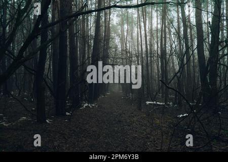 Road passing through scary mysterious forest with green light in fog in winter. Nature misty landscape. Scary halloween landscape background. Trail through mysterious dark old forest in fog. Magical atmosphere. Fairytale Stock Photo