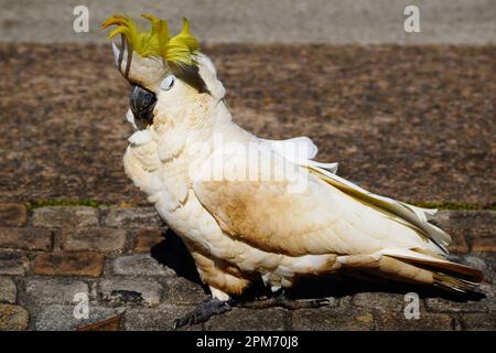 Mud-caked Cockatoo with its Feathers in Disarray looking like an Avian Jester Stock Photo