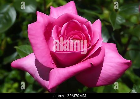 In-Camera Close Up Watercolor of a Pink Rose Stock Photo