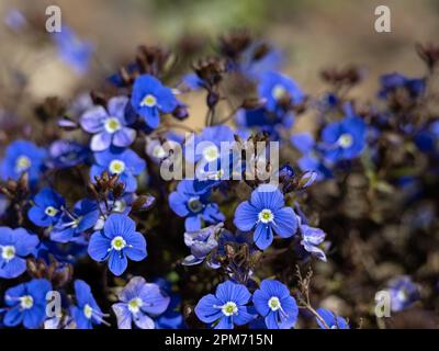 Closeup of flowers of Veronica umbrosa 'Georgia Blue' in a garden in Spring Stock Photo