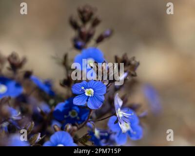 Closeup of flowers of Veronica umbrosa 'Georgia Blue' in a garden in Spring Stock Photo