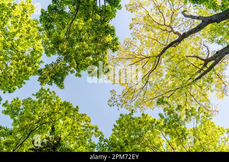 Spring trees, maples Acer  Sp. and oak Quercus sp.looking up at treetops, naturea andl blue sky. Resilience, strength and beauty spring background. Stock Photo