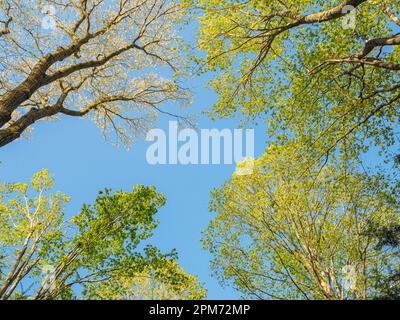 Maple Acer sp. and oak Quercus sp. trees bud and leaf out looking up against blue sky Nature background strength and beauty, new growth in springtime. Stock Photo