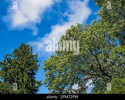 Norway spruce tree, Picea abies and Norway maple, Acer platanoides L., against a blue sky, nature background of strength and beauty. Stock Photo