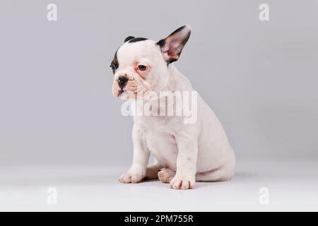 Tan pied French Bulldog dog puppy sitting on white background Stock Photo