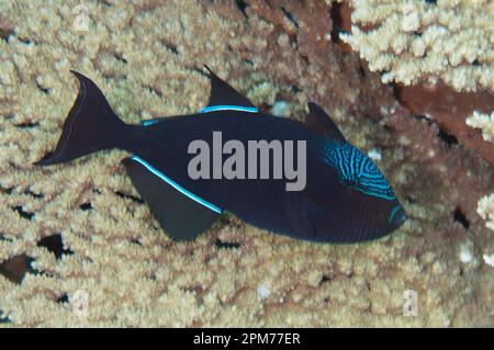Black Triggerfish, Melichthys niger, Flying Fish Cove dive site, Christmas Island, Australia Stock Photo