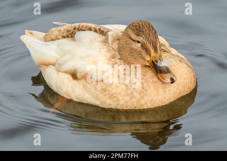 Leucistic Mallard duck, Anas platyrynchos, Burnaby Lake Regional Park, Burnaby, British Columbia, Canada. The unique color is caused by leucism -- an Stock Photo