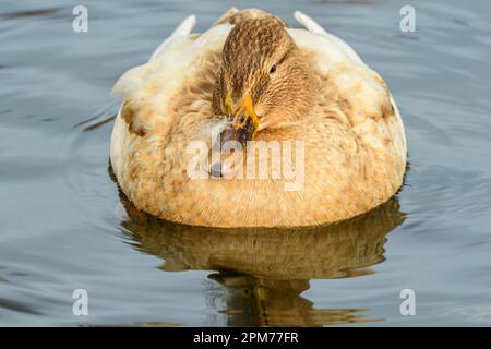 Leucistic Mallard duck, Anas platyrynchos, Burnaby Lake Regional Park, Burnaby, British Columbia, Canada. The unique color is caused by leucism -- an Stock Photo