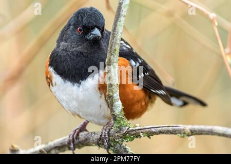 Spotted Towhee, Pipilo maculatus, George C. Reifel Migratory Bird Sanctuary, Delta, British Columbia, Canada Stock Photo