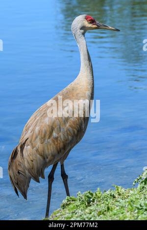 Lesser Sandhill Crane, Grus canadensis, George C. Reifel Migratory Bird Sanctuary, Delta, British Columbia, Canada Stock Photo