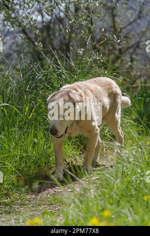 An elderly 13 years old Labrador Retriever walking the wooded area Stock Photo