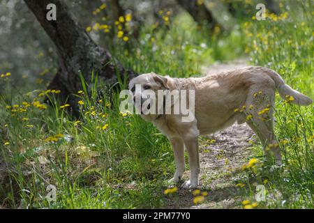 An elderly 13 years old Labrador Retriever walking the wooded area Stock Photo