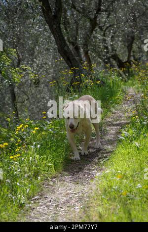 An elderly 13 years old Labrador Retriever walking the wooded area Stock Photo