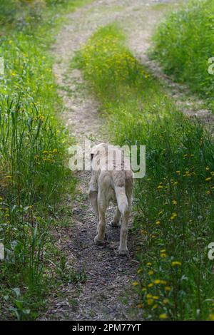 An elderly 13 years old Labrador Retriever walking the wooded area Stock Photo