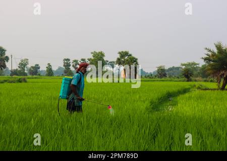 Farmer with a Sprayer Working in a Green Paddy Field. Indian Farmer Working in a Field with a Sprayer. Green Paddy Field with a Farmer. Stock Photo