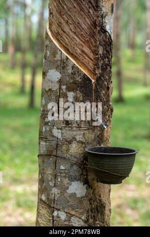 extraction of natural latex. Latex collect in plastic cup. Latex raw material. Plantation for the extraction of natural latex from rubber trees Stock Photo