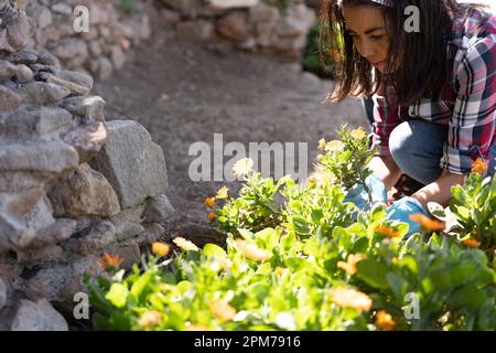 Pretty Latin woman taking care of garden plants on a bright spring day Stock Photo