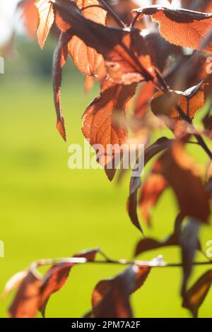 italy, Lombardy, Cherry Plum or Myrobalan Plum Fruit, Prunus Cerasifera Stock Photo