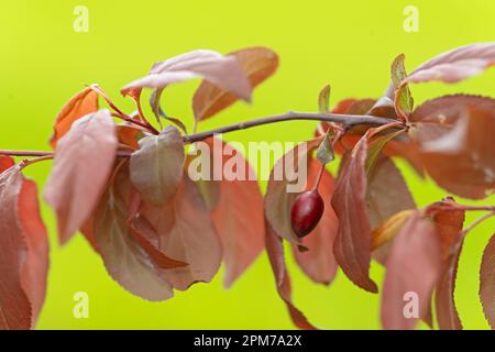 italy, Lombardy, Cherry Plum or Myrobalan Plum Fruit, Prunus Cerasifera Stock Photo