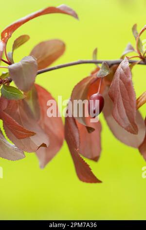 italy, Lombardy, Cherry Plum or Myrobalan Plum Fruit, Prunus Cerasifera Stock Photo