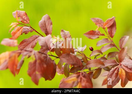 italy, Lombardy, Cherry Plum or Myrobalan Plum Fruit, Prunus Cerasifera Stock Photo