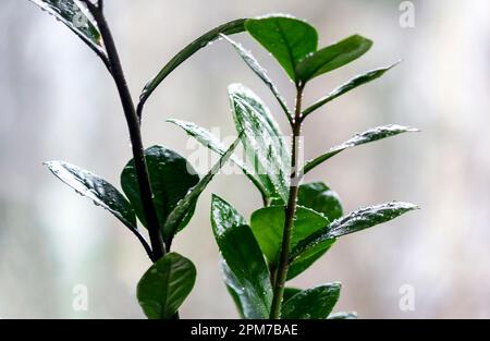 selective focus on light and dark leaves of Zamioculcas Zamiifolia. Top view of flower leaves with water drops. Floral background Stock Photo