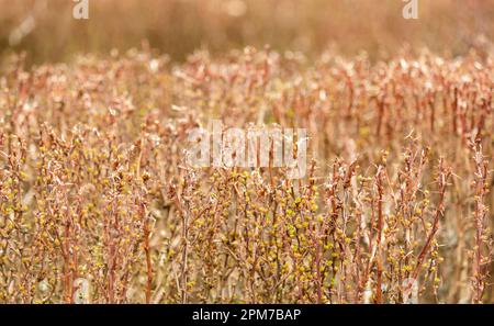 Quinoa plantation, selective focus. yellow background. Spring Stock Photo