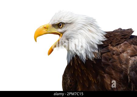 Bald eagle. Close up portrait of an eagle. American sea eagle. Bird of prey, isolated on white background with copy space. Stock Photo