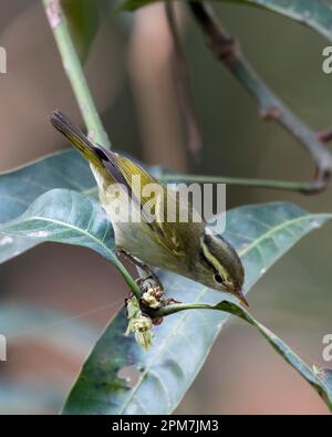 Ashy-throated warbler (Phylloscopus maculipennis), a species of leaf warbler, observed in Latpanchar in West Bengal, India Stock Photo