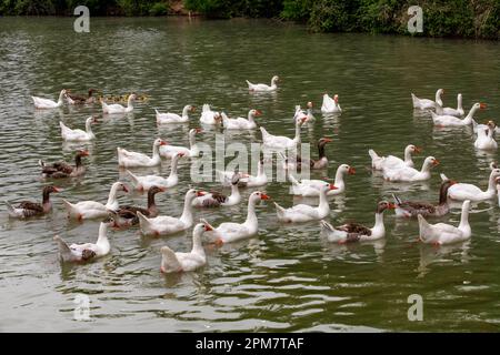 Ducks on rio Tajo river or Tagus river in the La Isla garden Aranjuez Spain.  The Tagus begins its journey through the plain of Aranjuez. As it passes Stock Photo