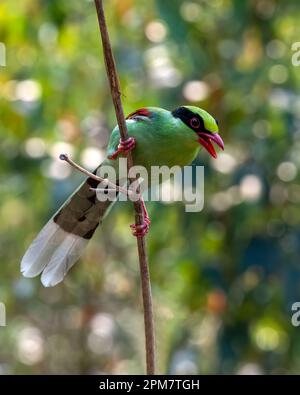 Common green magpie (Cissa chinensis) observed in Latpanchar in West Bengal, India Stock Photo