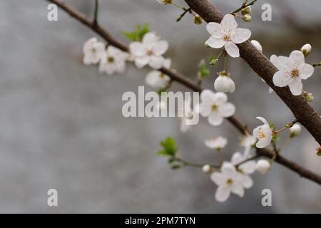 White flowers on blurres light blue spring background Stock Photo