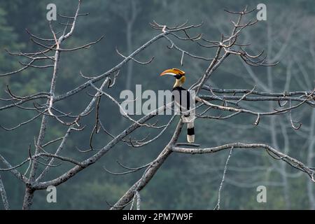 Great hornbill (Buceros bicornis), also known as the concave-casqued hornbill, great Indian hornbill or great pied hornbill, observed in Rongtong in W Stock Photo