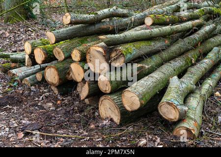 Trunks and branches of sawn trees covered with moss lying on the ground. Stock Photo