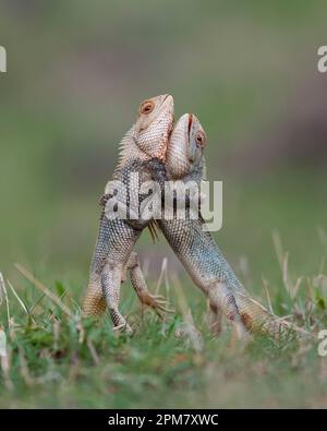 COMICAL images show how an amorous fan-throated lizard conducted an impressive courtship display before winning over his lover with a playful hug. Stock Photo