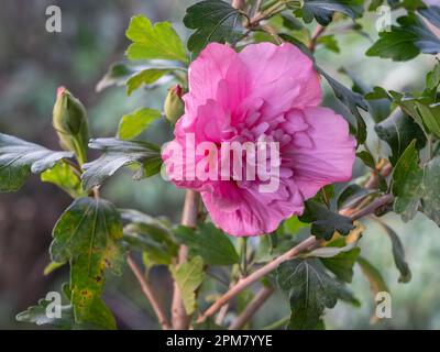 Closeup view of beautiful pink and red double flower of hibiscus syriacus aka shrub althea or rose mallow blooming outdoors on natural background Stock Photo