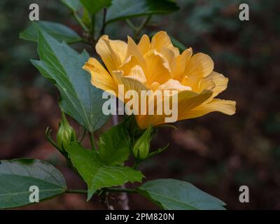 Closeup view of hibiscus rosa sinensis yellow double flower with foliage and buds isolated outdoors in tropical garden on dark natural background Stock Photo